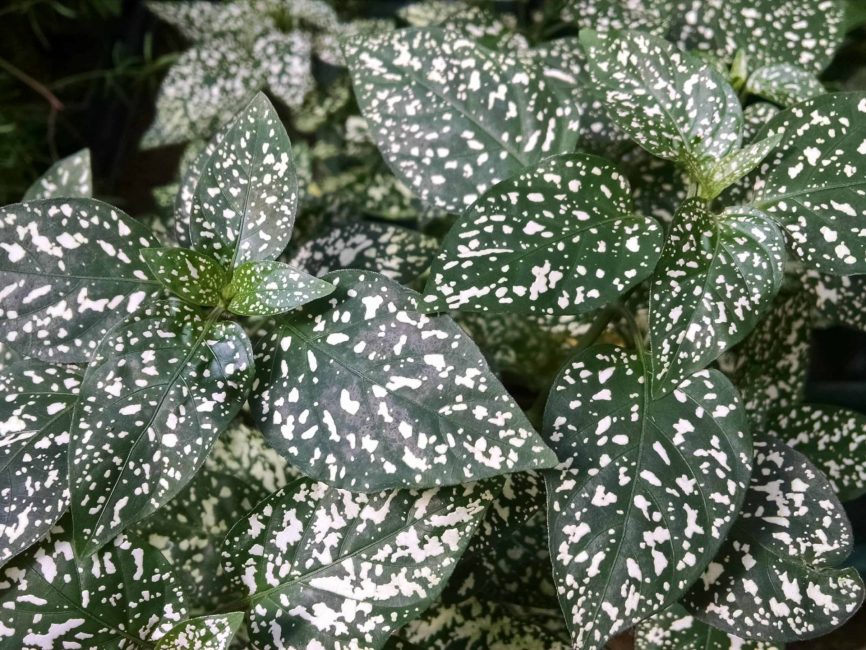 white splash polka dot plant detail image