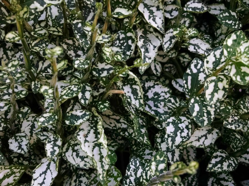 White Splash Polka Dot Plant with white splash foliage by Studley Flower Gardens