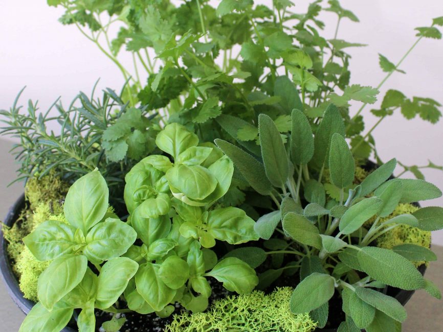 Culinary herb planter bowl with assorted fresh herbs by Studley Flower Gardens