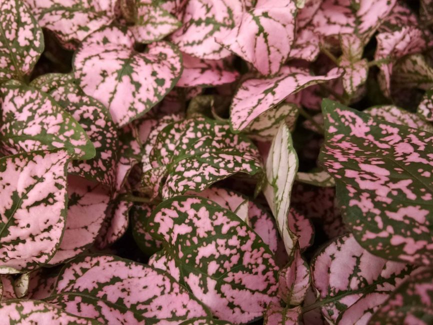 Pink Splash Polka Dot Plant with pink-speckled leaves by Studley Flower Gardens