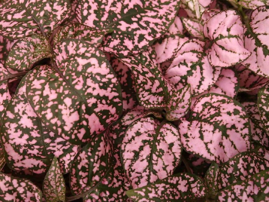 pink splash polka dot plant detail image