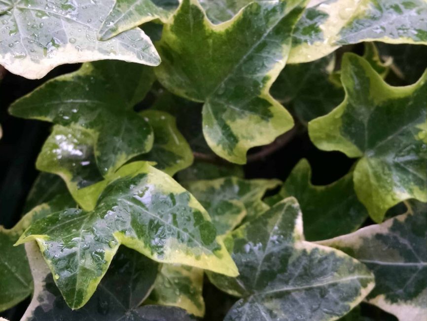 golden child ivy detail image