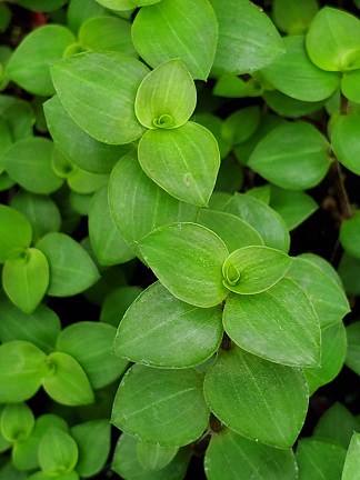 Turtle Vine Callisia - Image 2