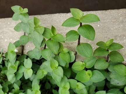 Turtle Vine Callisia - Image 3