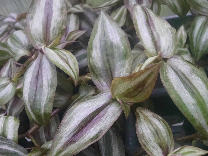 Burgundy trailing tradescantia with deep purple undersides by Studley Flower Gardens