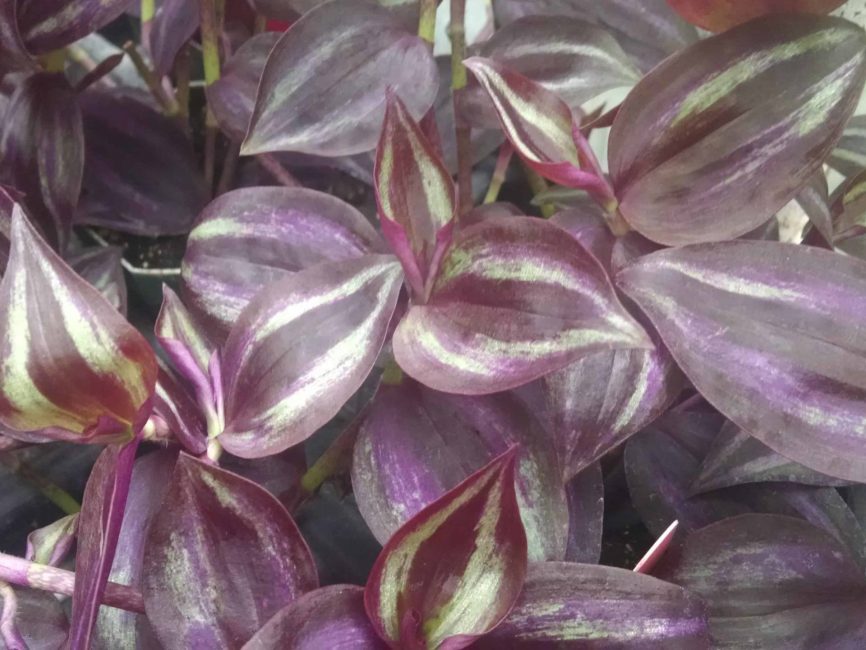purple stripes tradescantia detail image