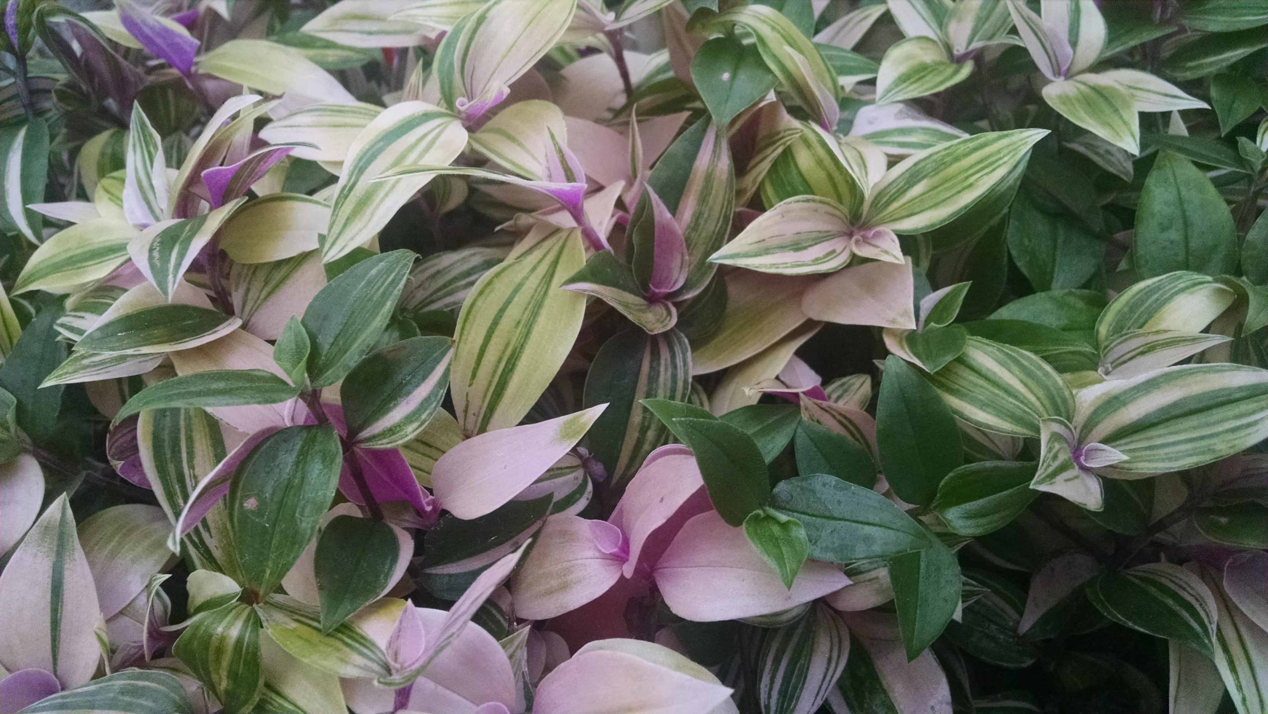 Rainbow Zebra Tradescantia - Image 2