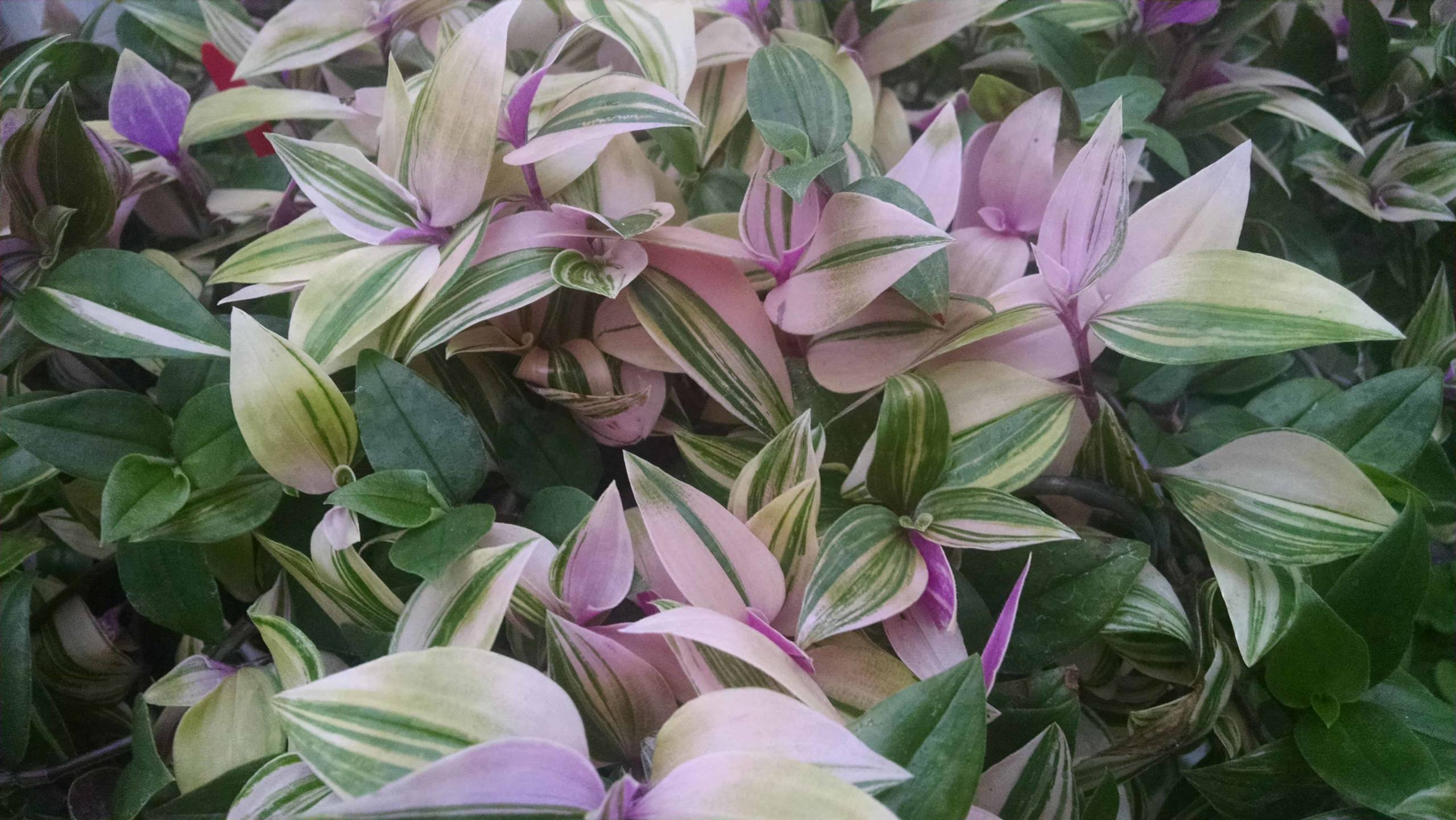 Rainbow Zebra Tradescantia - Image 3