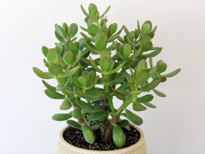 Jade plant with shiny deep green foliage by Studley Flower Gardens