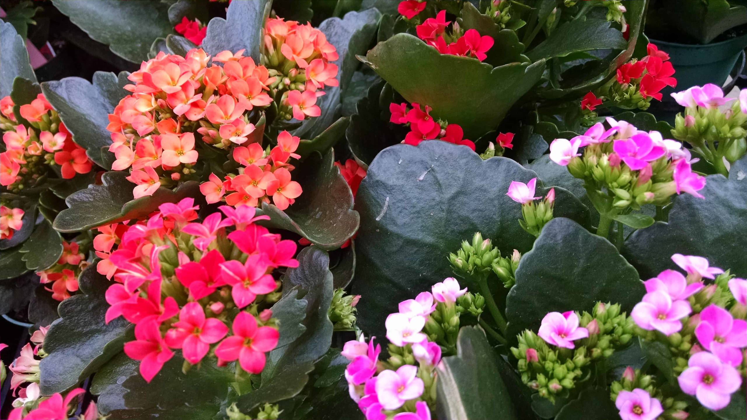 Florist Kalanchoe