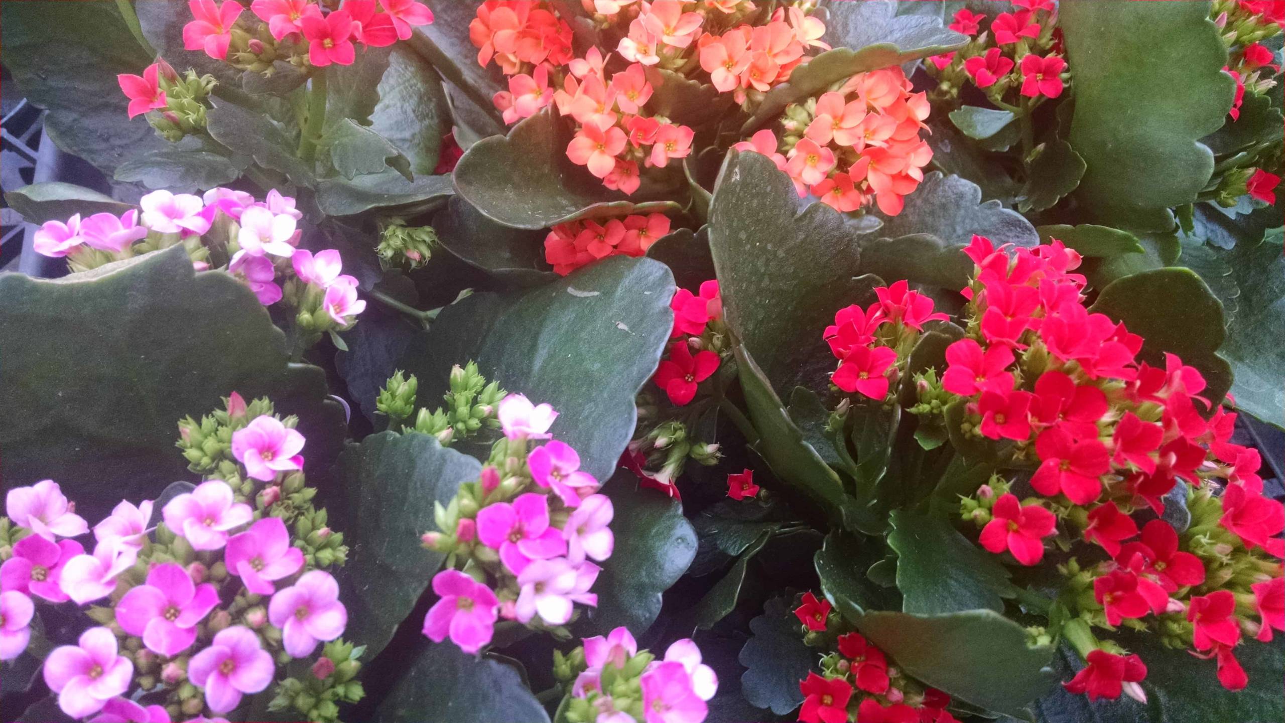 Florist Kalanchoe - Image 2
