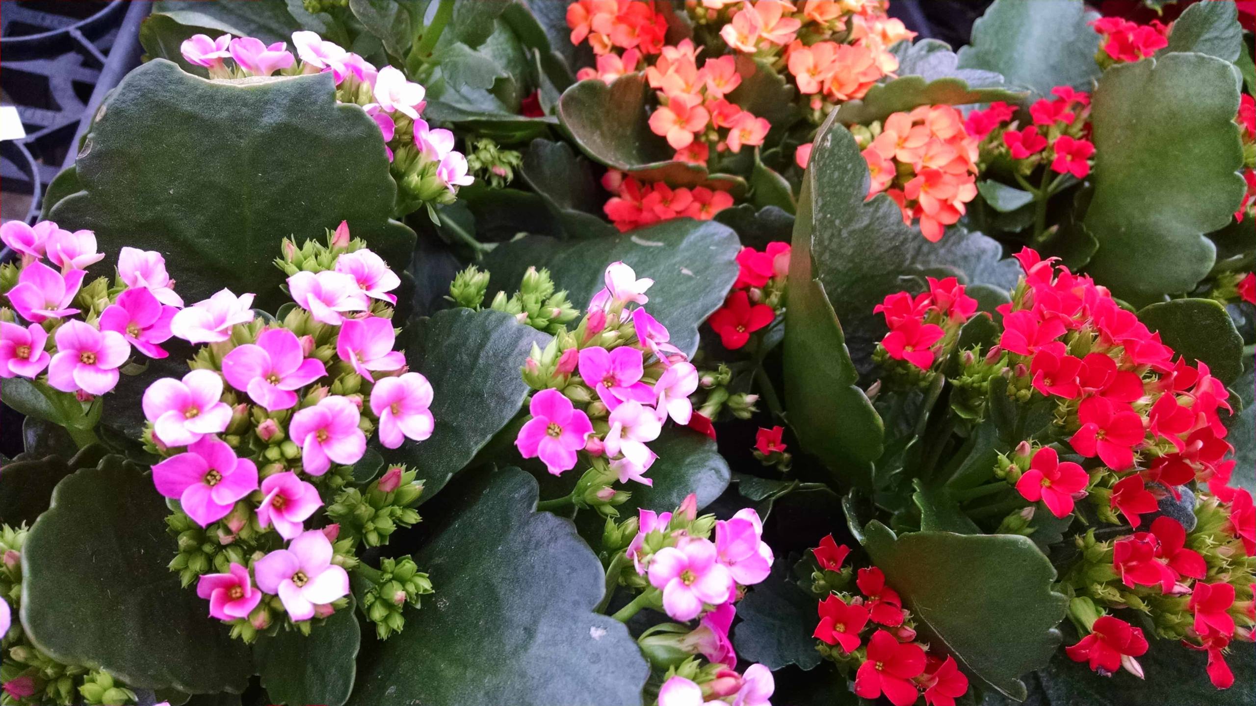 Florist Kalanchoe - Image 3