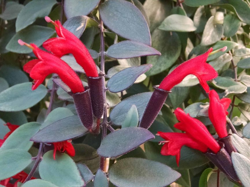 variegated lipstick plant detail image