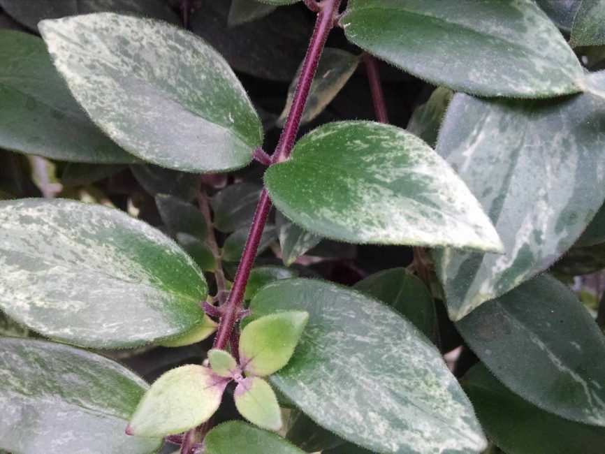 Variegated lipstick plant with trailing variegated foliage by Studley Flower Gardens