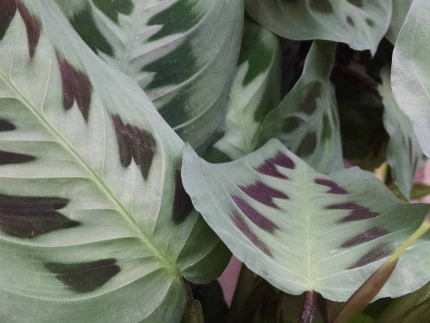 Green prayer plant with deep green-black leaves and bright midribs by Studley Flower Gardens