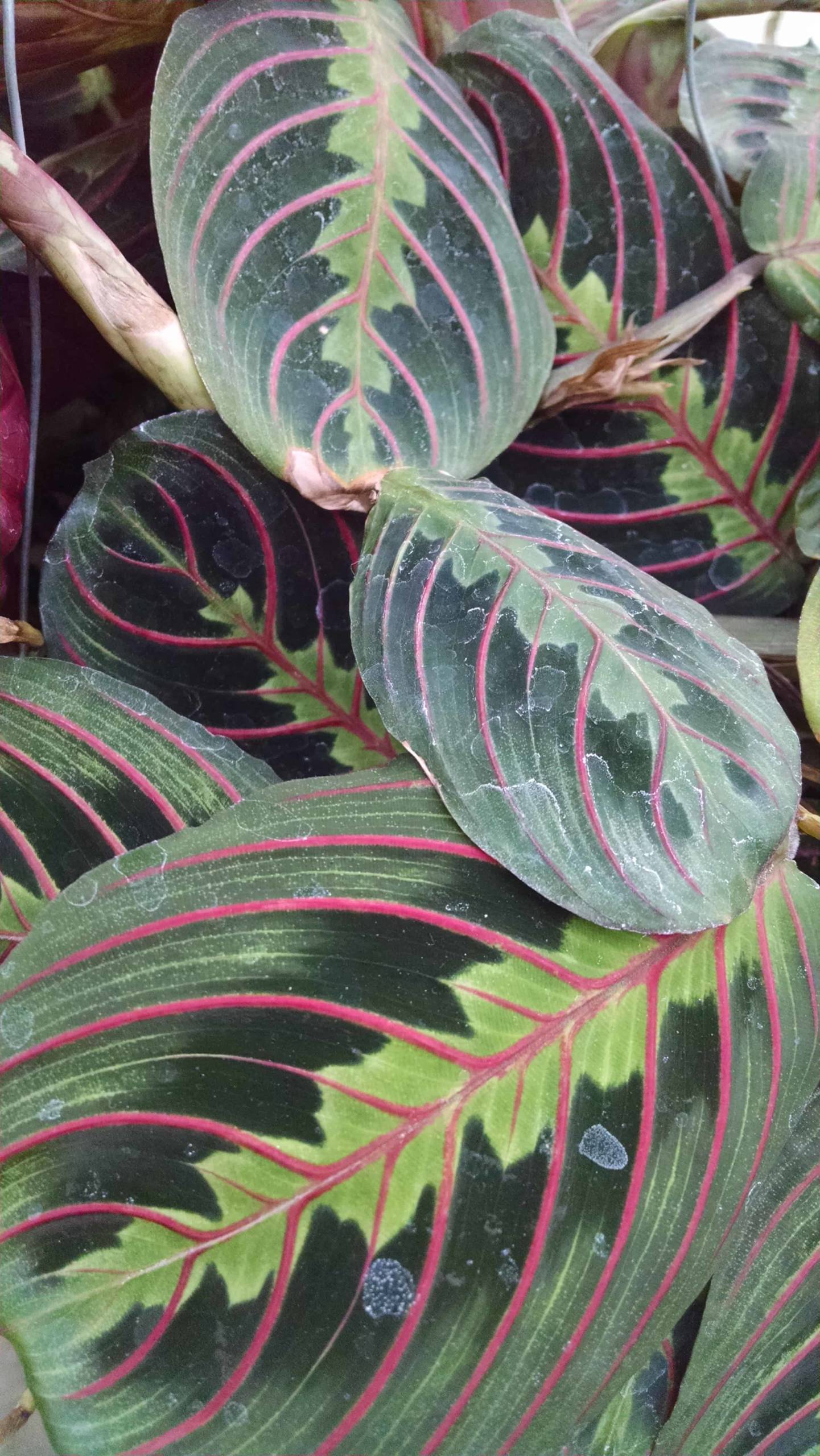 Red Prayer Plant - Image 2
