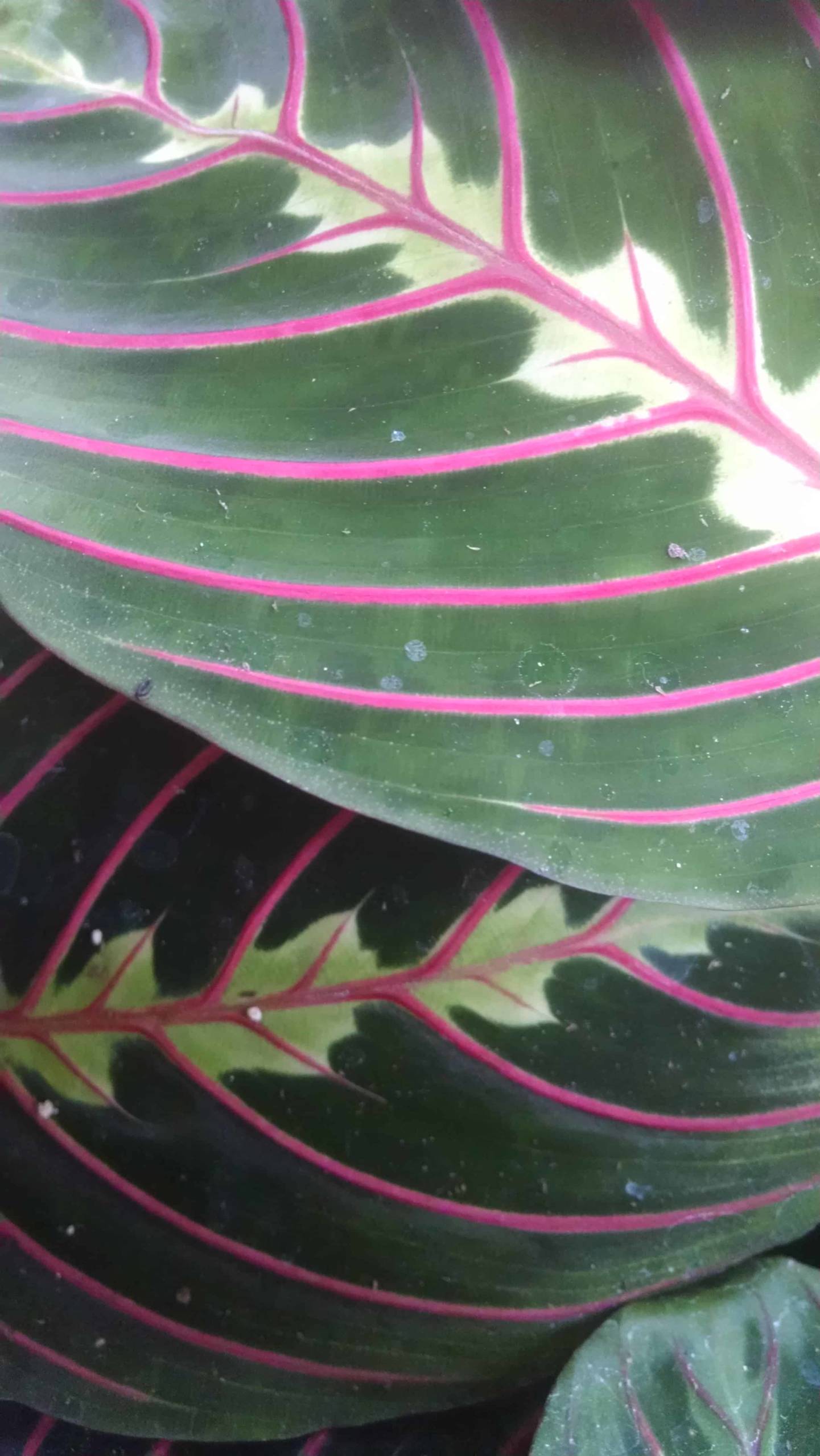 Red Prayer Plant - Image 3