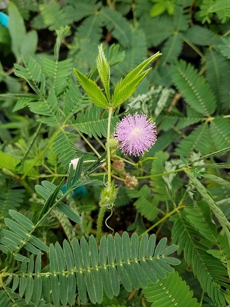 Sensitive Plant