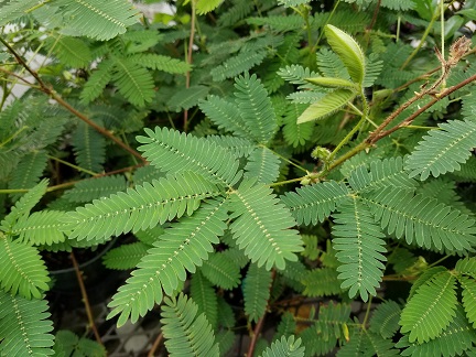 Sensitive Plant - Image 2