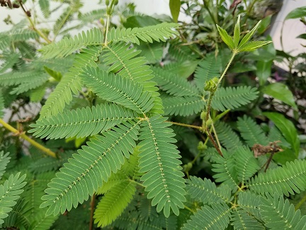 Sensitive Plant - Image 3