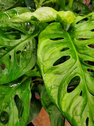 Swiss Cheese Plant - Image 2