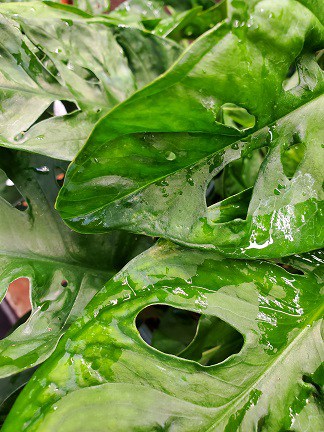 Swiss Cheese Plant - Image 3