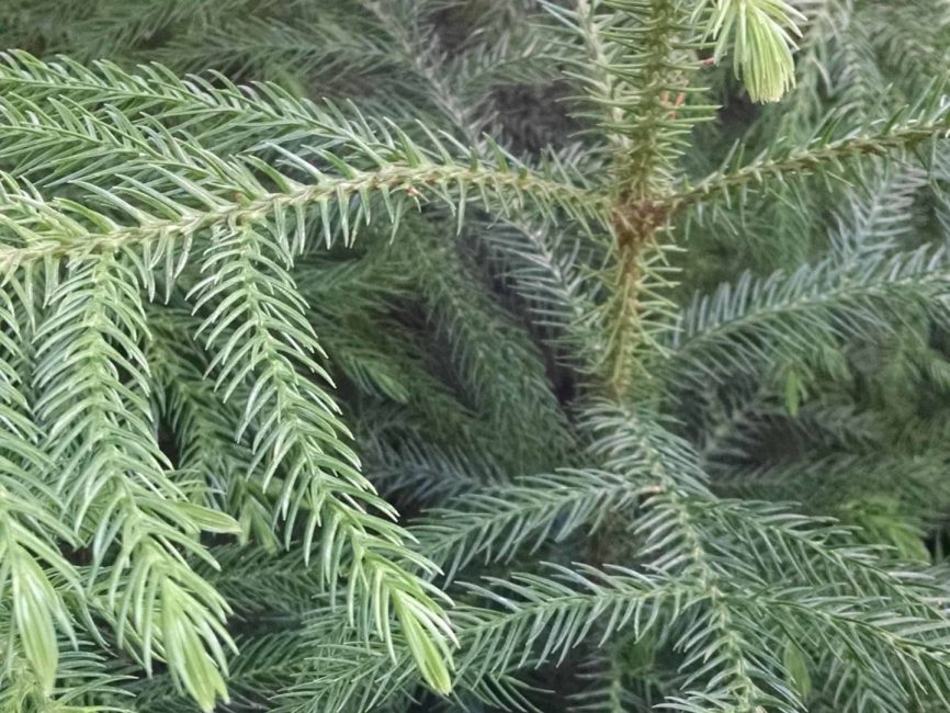 norfolk island pine detail image