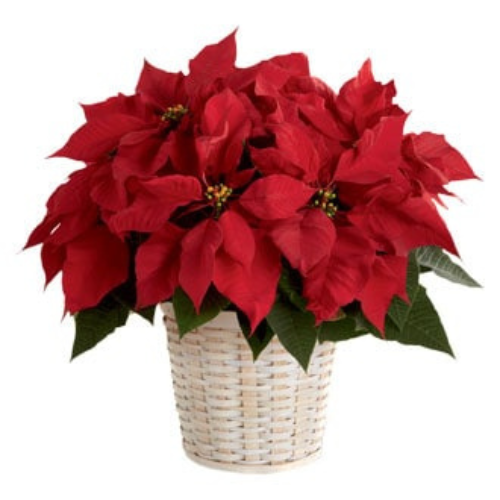 Poinsettia