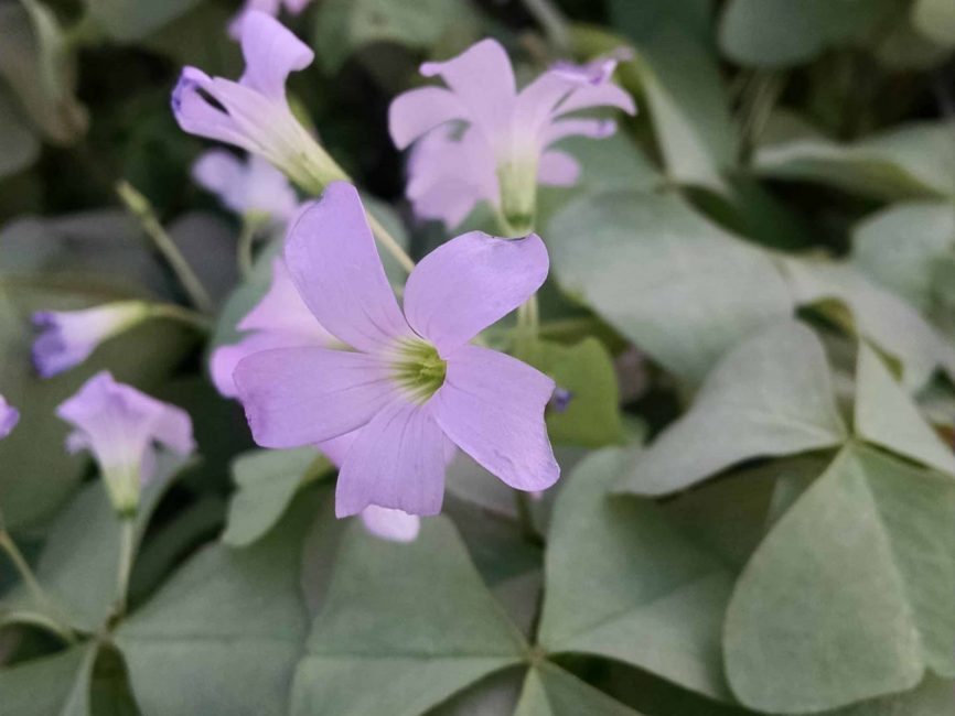 Green oxalis, false shamrock with shamrock-shaped foliage by Studley Flower Gardens