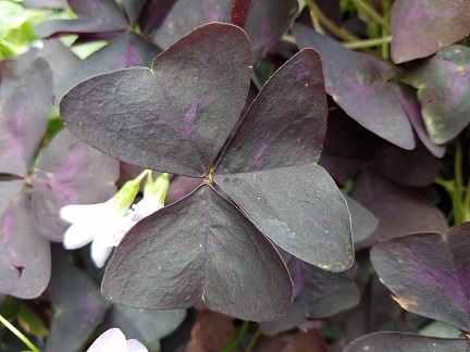 Purple Oxalis - Image 2