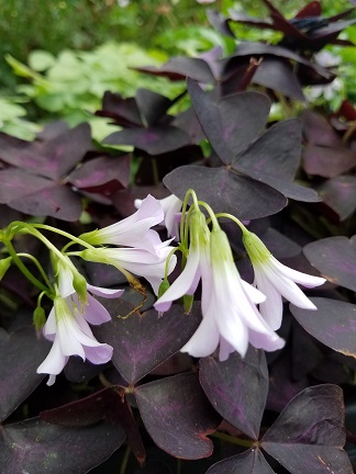 Purple Oxalis - Image 3