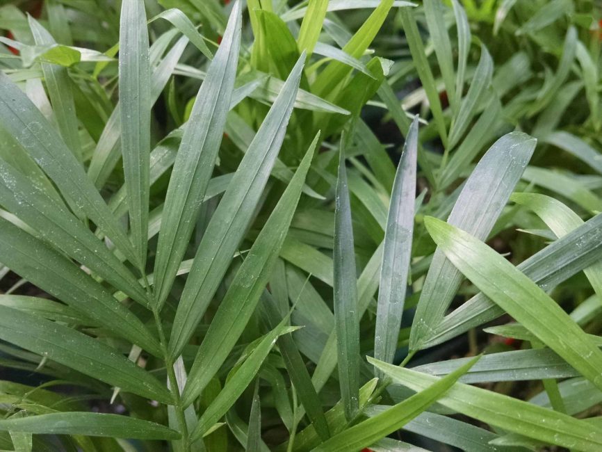 neantha bella palm detail image