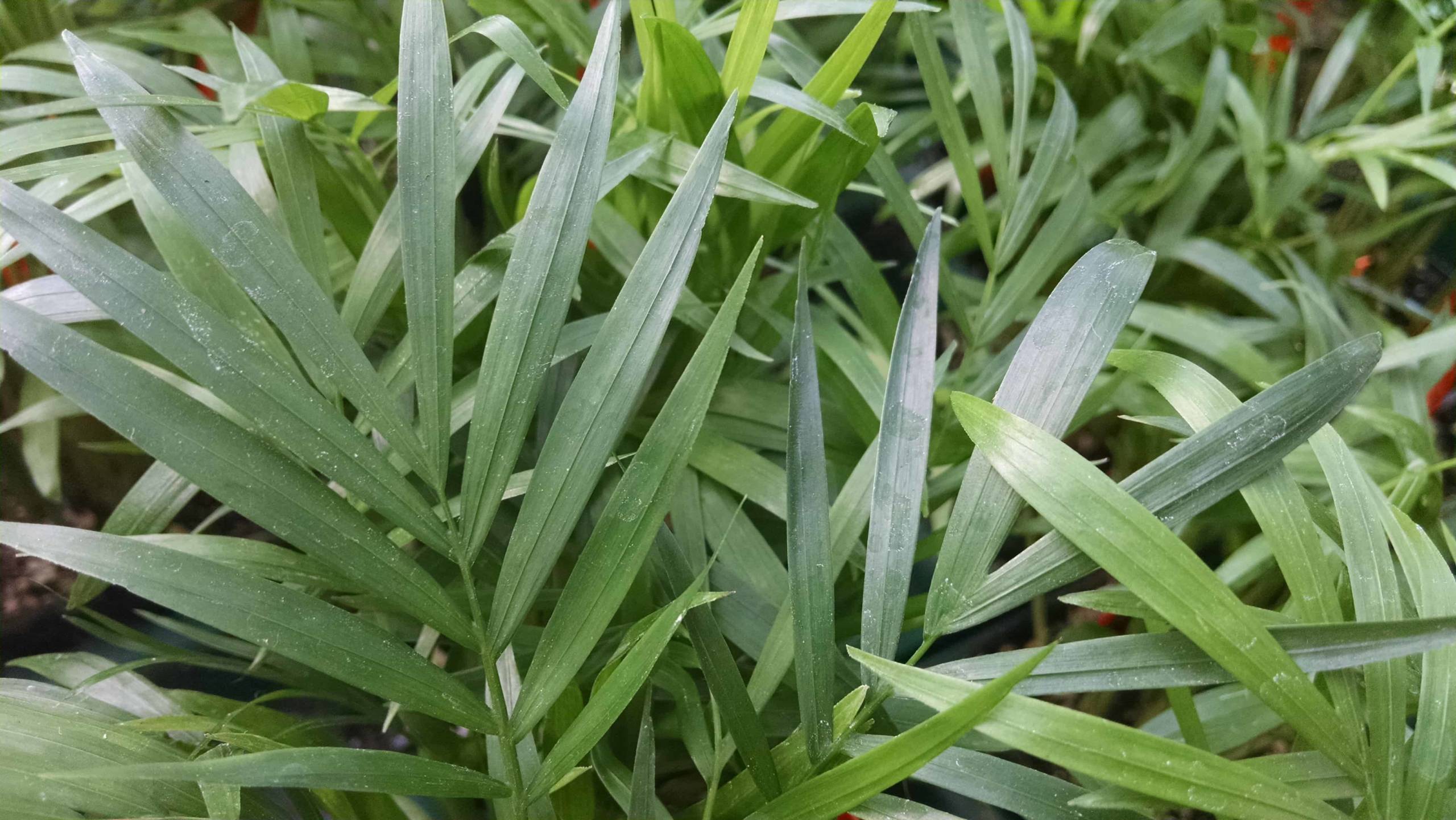 neantha bella palm detail image