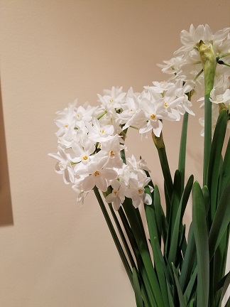 Paperwhite Bulbs - Image 2