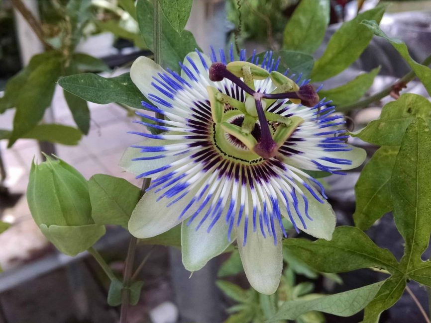 blue bahama passion flower detail image