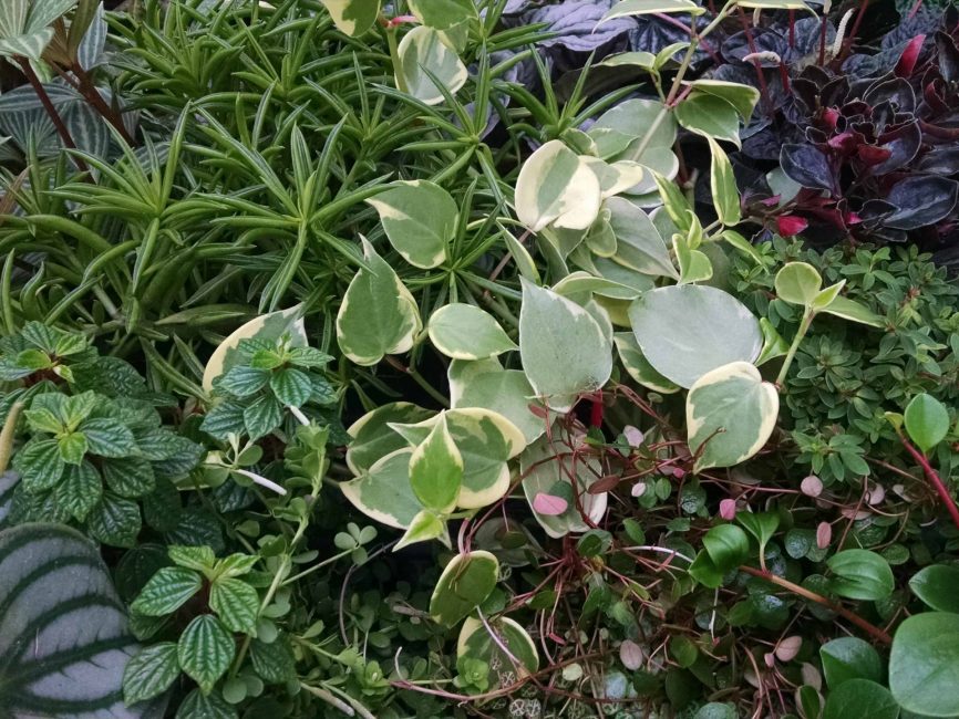 6 plant peperomia collection with varied leaf forms by Studley Flower Gardens