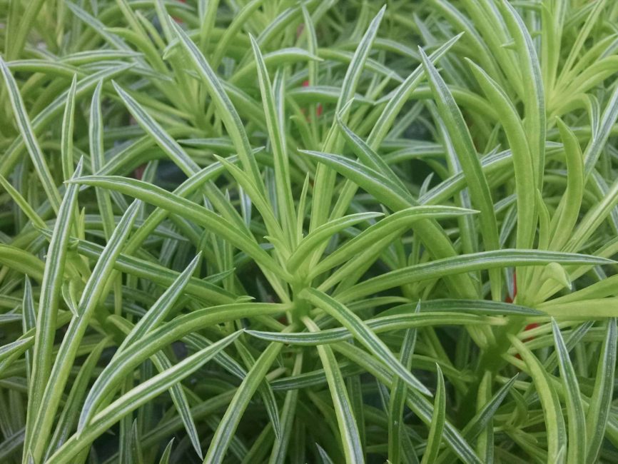 peperomia ferreyrae detail image