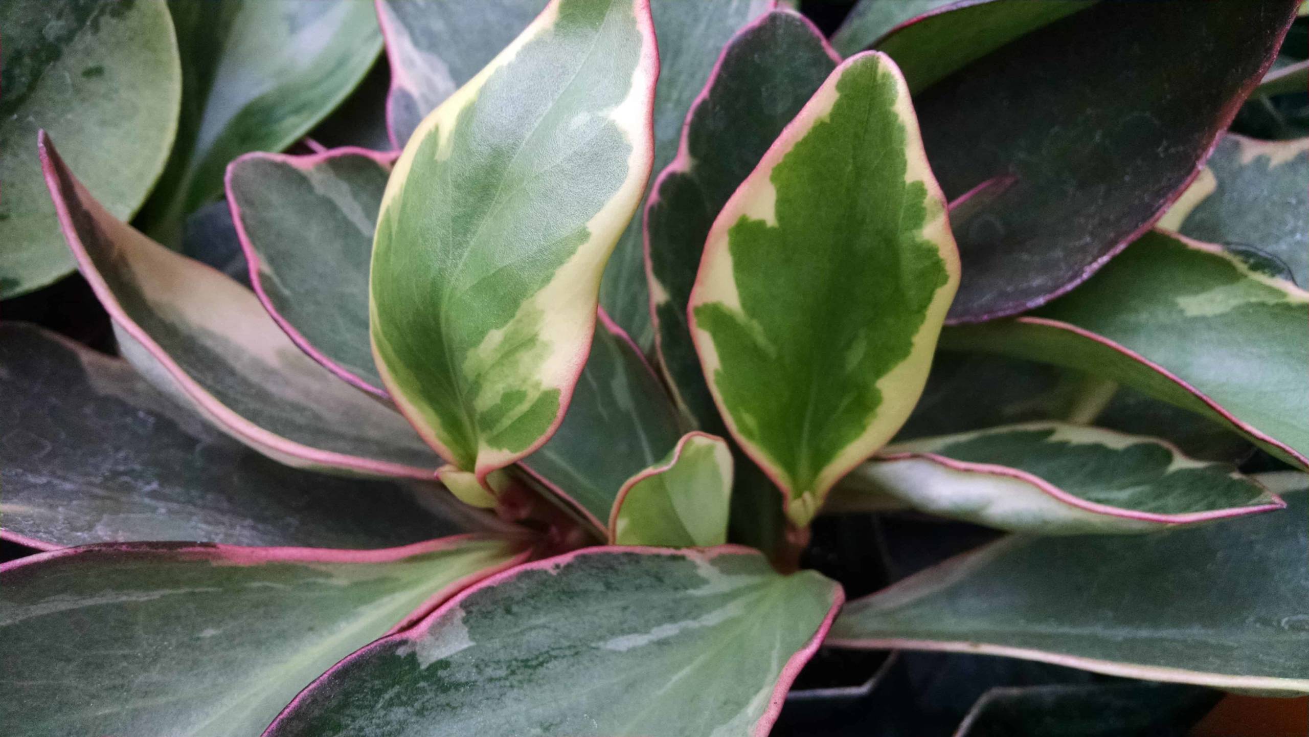 Ginny Peperomia - Image 2