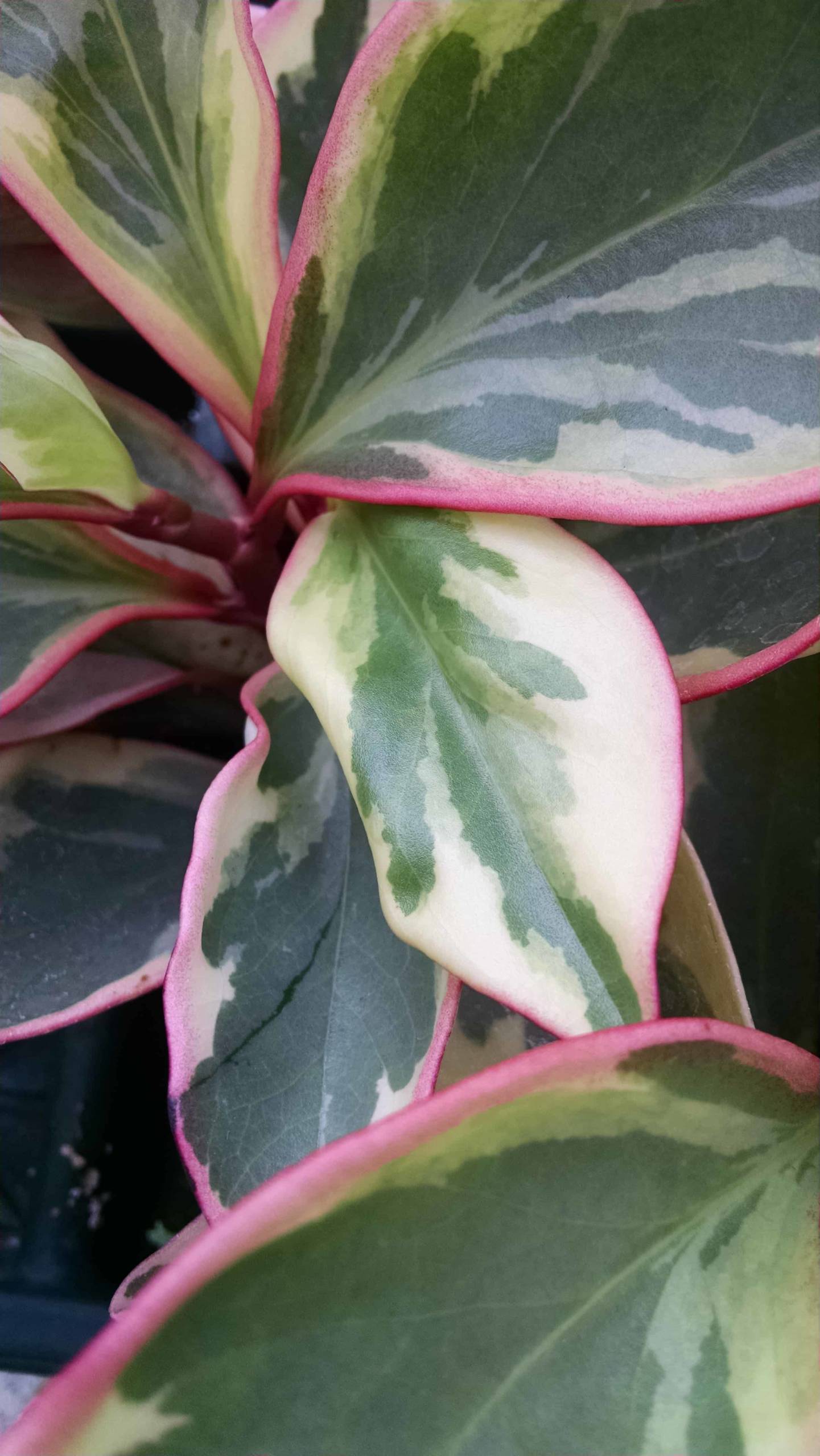 Ginny Peperomia - Image 3