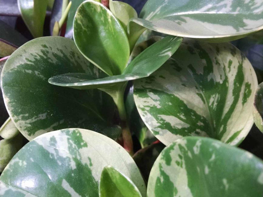Marble peperomia with creamy white variegated oval leaves by Studley Flower Gardens