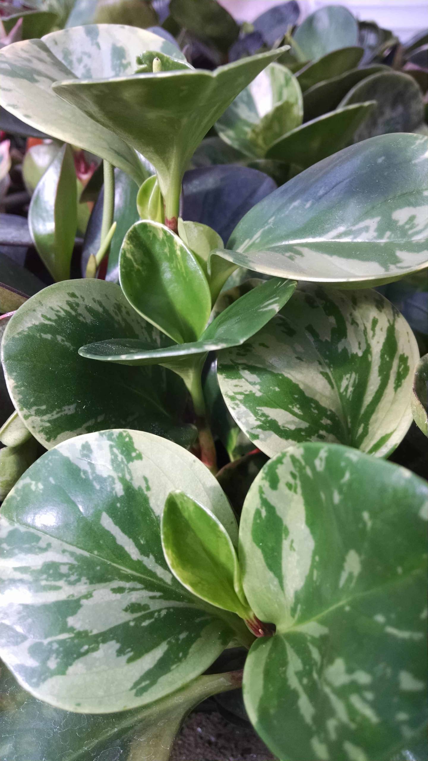 Marble peperomia with creamy white variegated oval leaves by Studley Flower Gardens