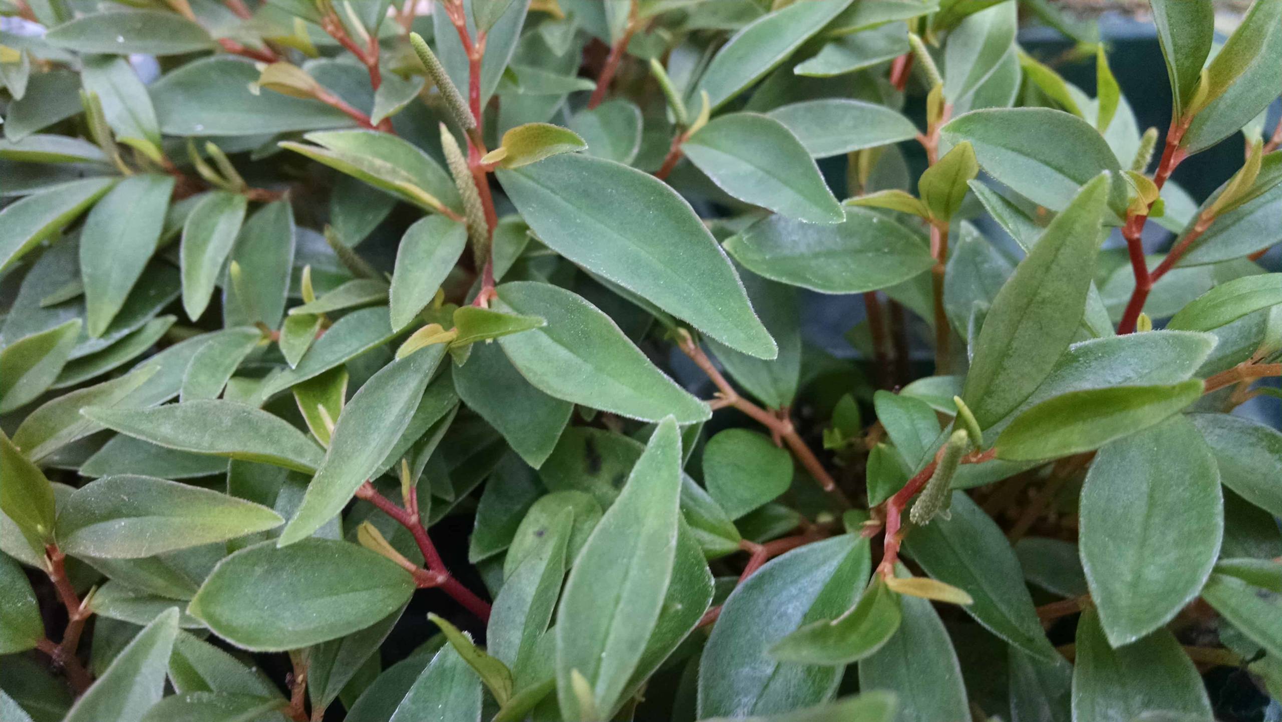 Mini Trinervula Peperomia - Image 3