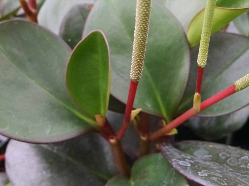 Oval leaf peperomia with shiny, thick green leaves by Studley Flower Gardens