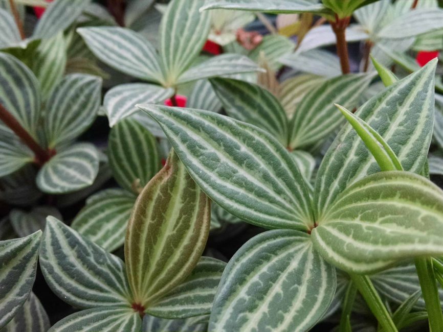 Parallel peperomia with upright burgundy stems and whorled leaves by Studley Flower Gardens