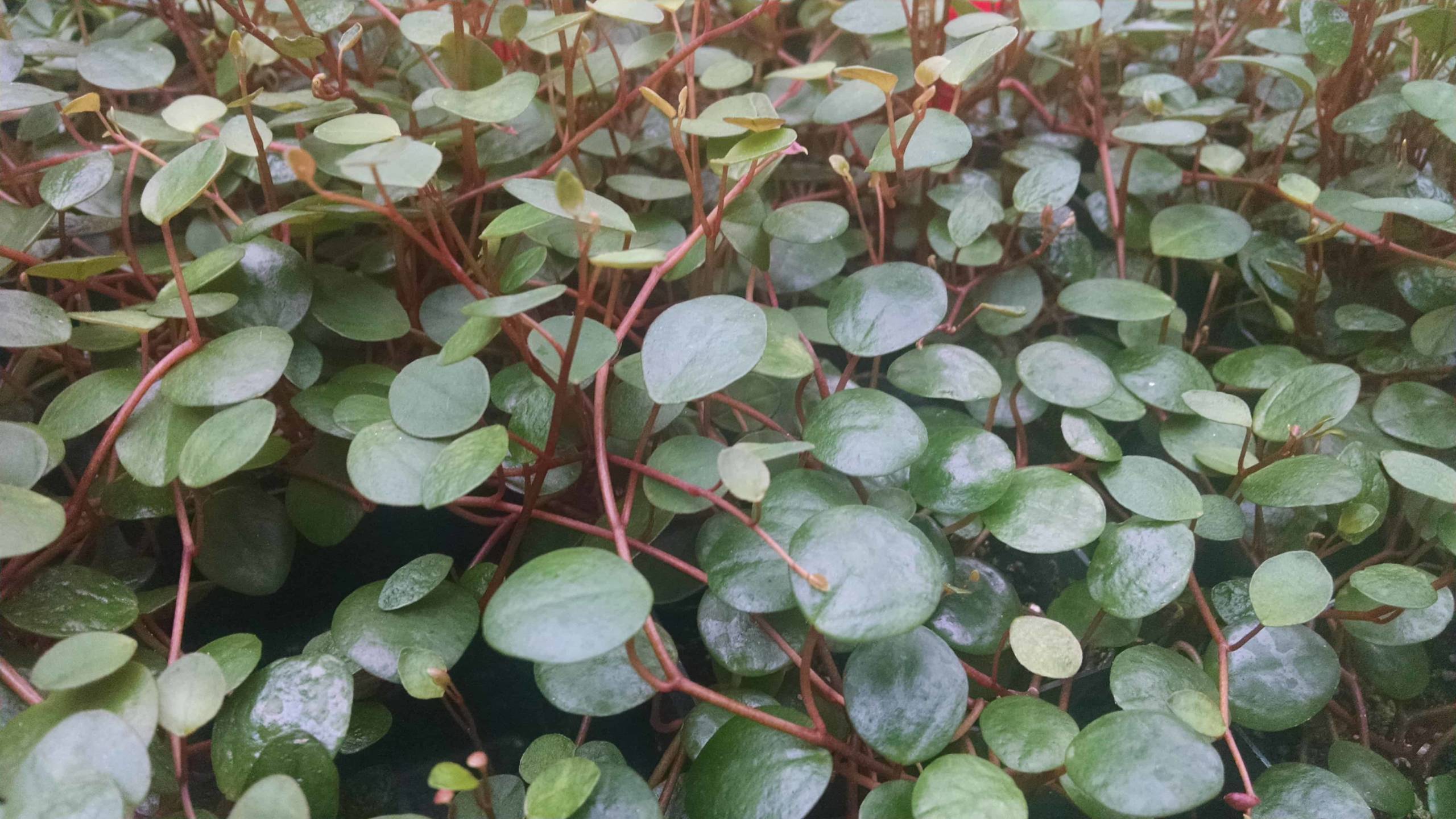 Pepperspot Peperomia - Image 2