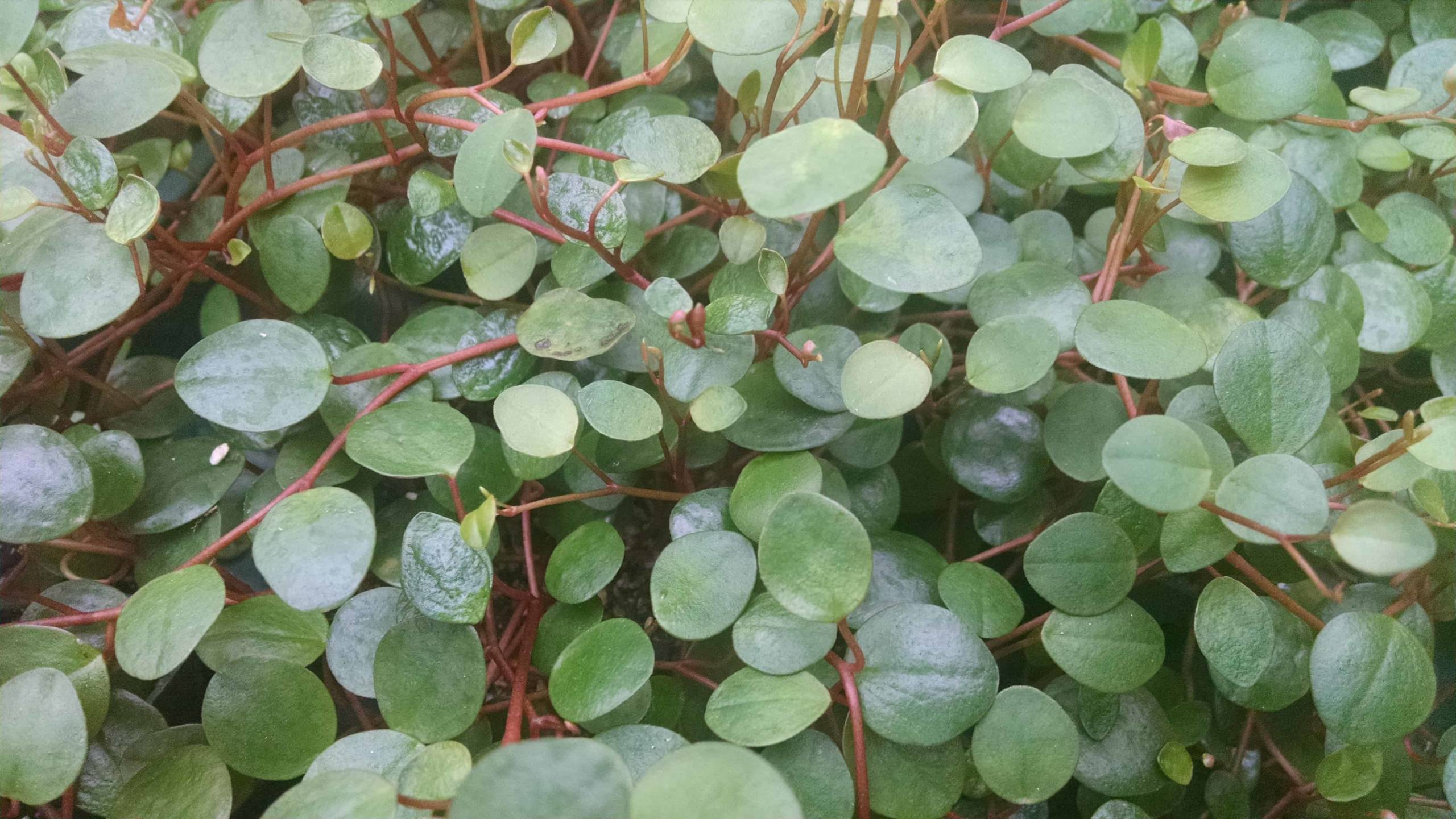 Pepperspot Peperomia - Image 3