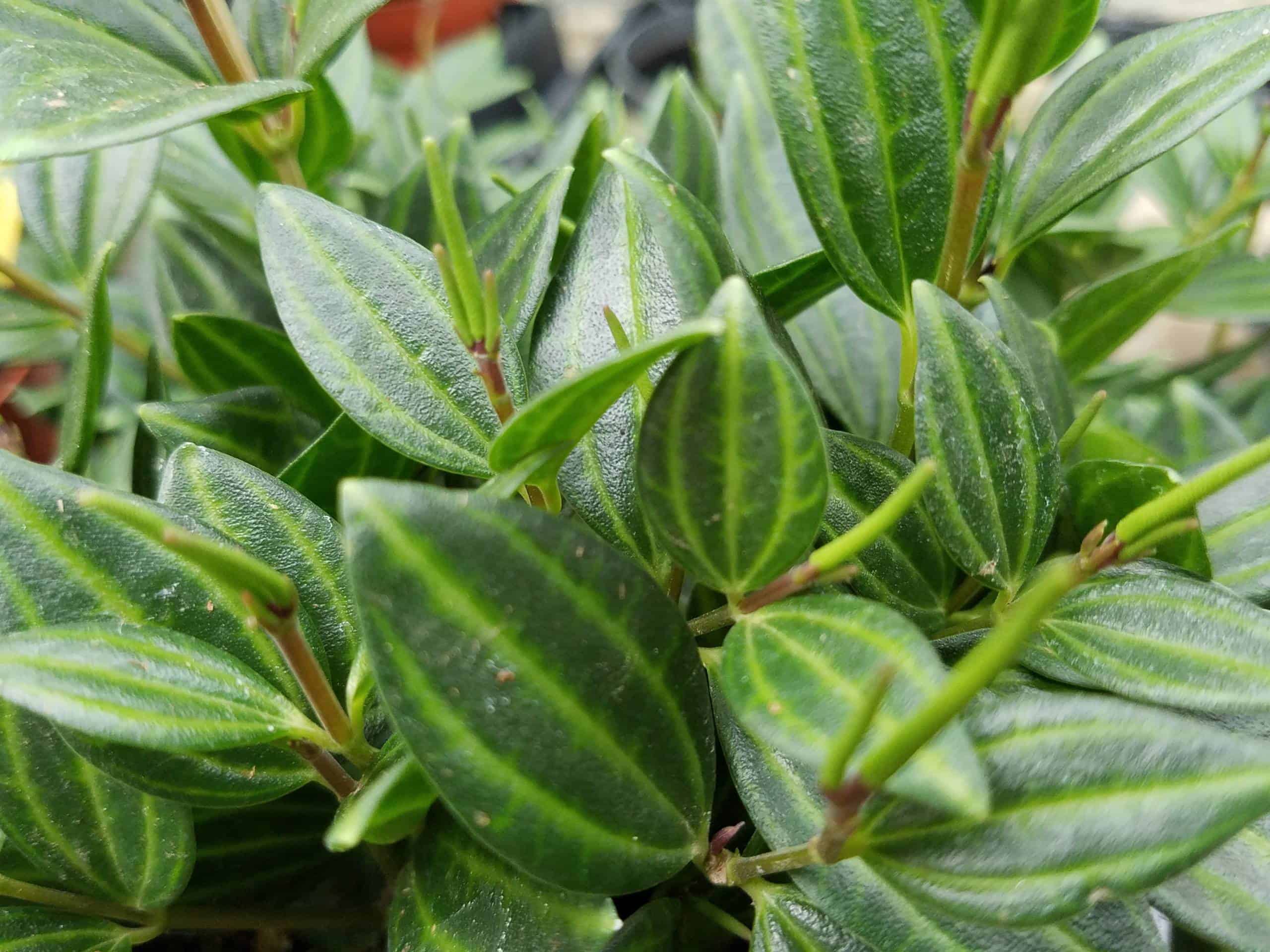 Peperomia pereskiifolia - Image 2