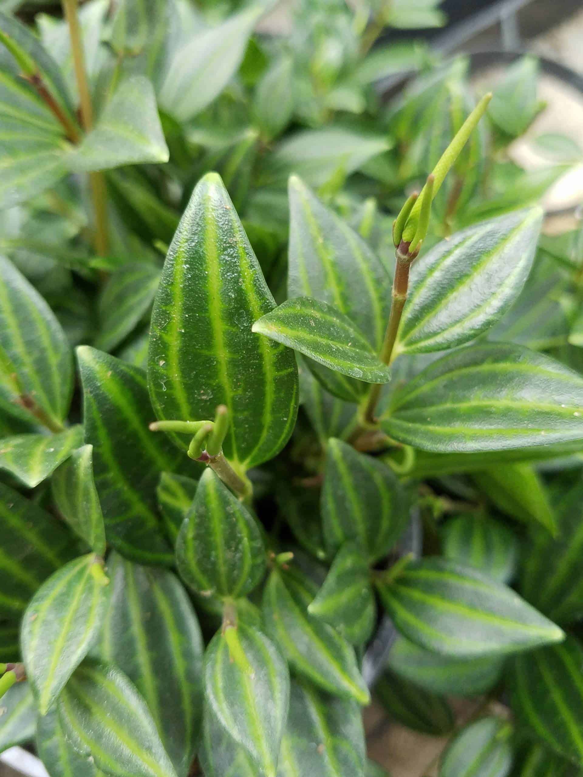 Peperomia pereskiifolia - Image 3