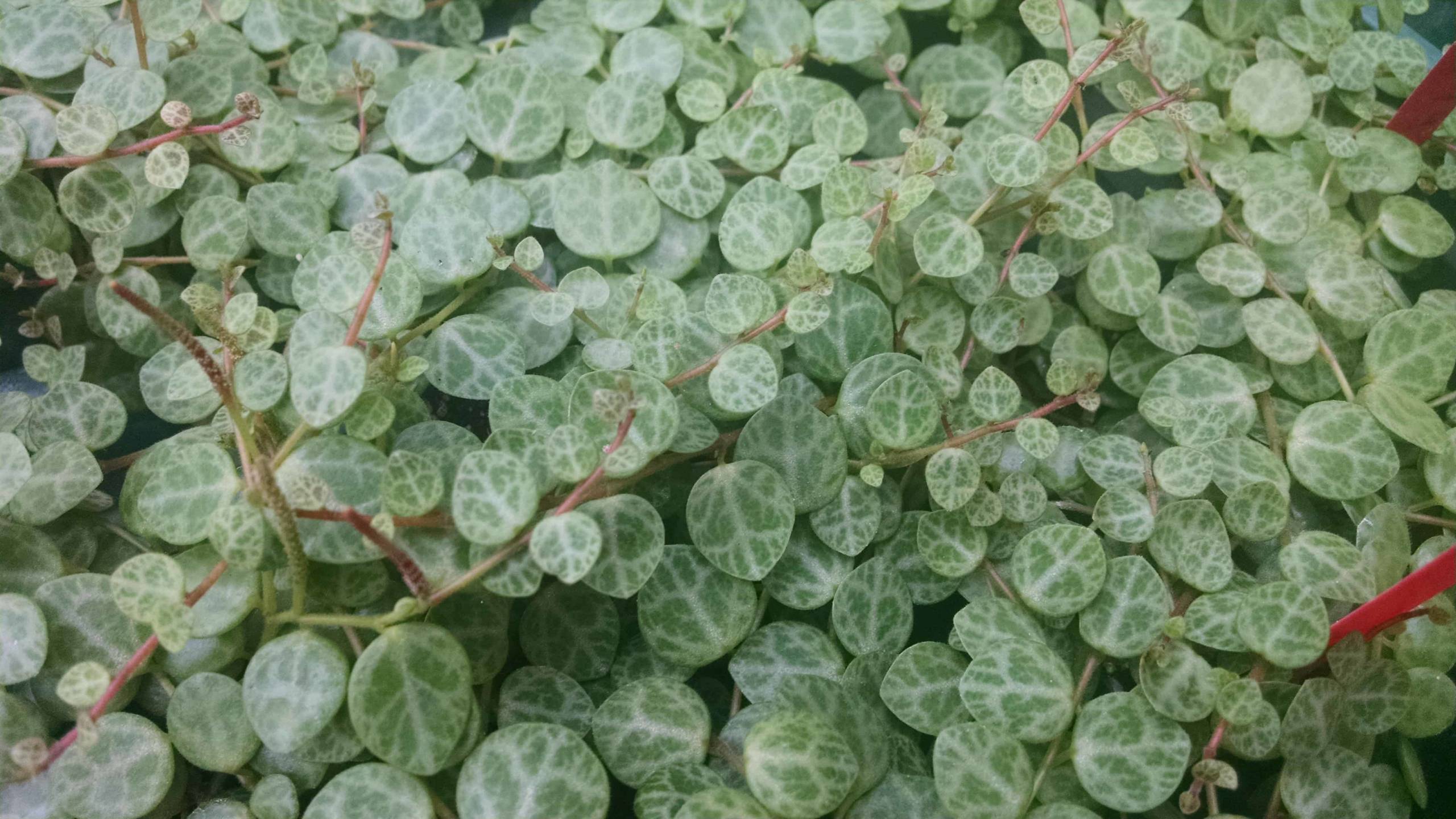 Prostrate Peperomia, String of Turtles - Image 2