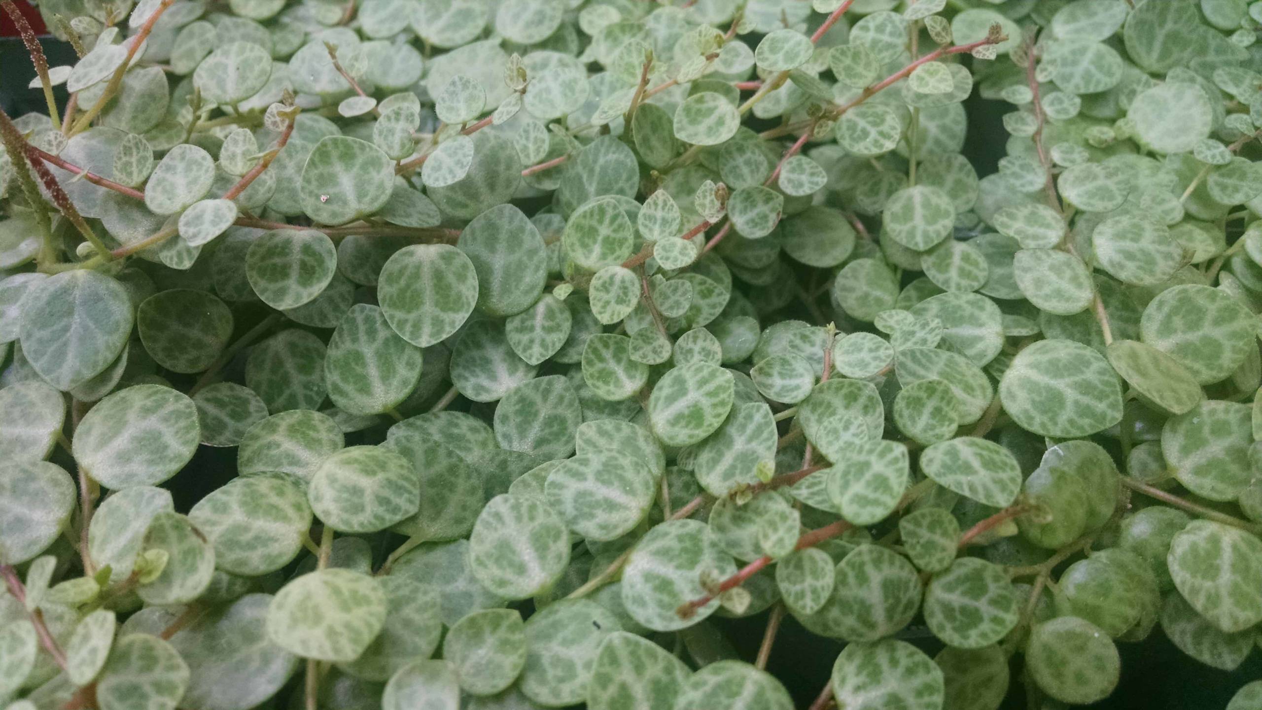 Prostrate Peperomia, String of Turtles - Image 3
